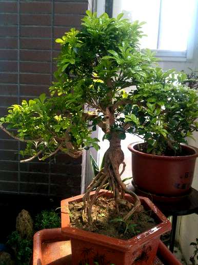 米兰花多少次搬进房间？米兰花适合室内养吗？