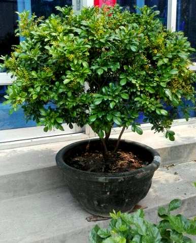 米兰花多少次搬进房间？米兰花适合室内养吗？