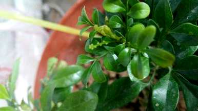 米兰花多少次搬进房间？米兰花适合室内养吗？