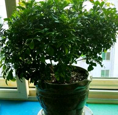 米兰花多少次搬进房间？米兰花适合室内养吗？