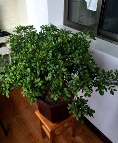 米兰花多少次搬进房间？米兰花适合室内养吗？