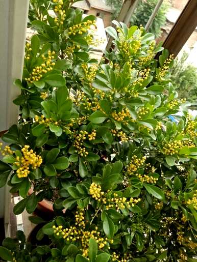 米兰花多少次搬进房间？米兰花适合室内养吗？
