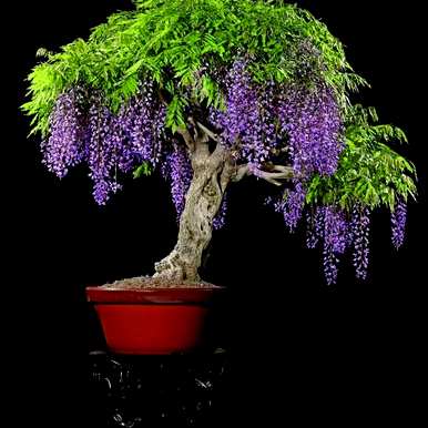 什么是特别香好看的花，什么是香好看的花？