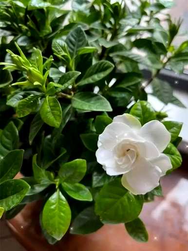 栀子花的外观和形状，栀子花的根是什么形状？
