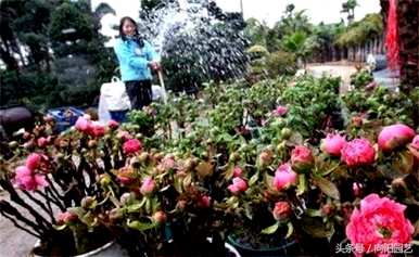 牡丹如何种植和维护，牡丹如何种植在花盆里