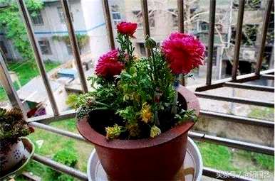 牡丹如何种植和维护，牡丹如何种植在花盆里