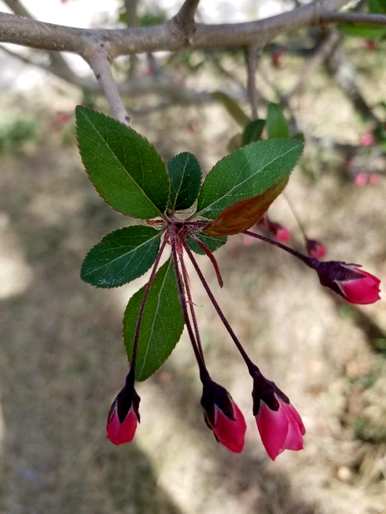 垂丝海棠何时开花？