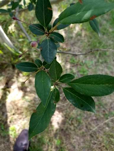 垂丝海棠何时开花？