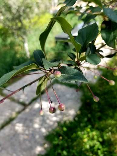 垂丝海棠何时开花？