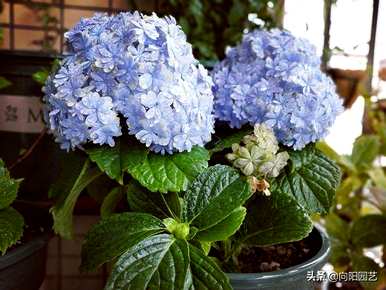 如何培育绣球花？