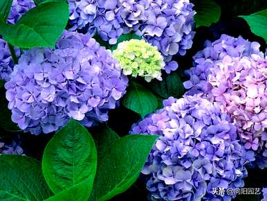 如何培育绣球花？