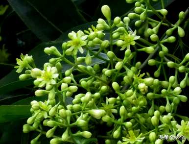 什么是常见的乔木植物，什么是常见的乔木植物？