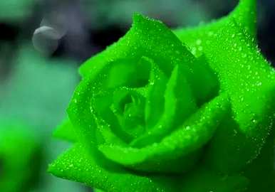 玫瑰的种类和花语是什么，玫瑰的种类和花语是什么？