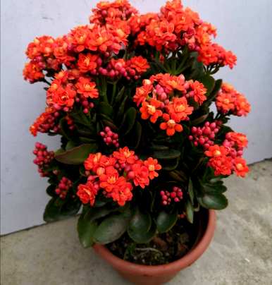 花卉市场盆花种类调查，盆花应用花卉种类