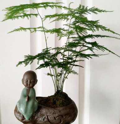 花卉市场盆花种类调查，盆花应用花卉种类