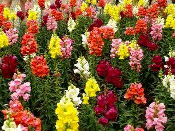 金鱼草花语大全及图片，金鱼草花语是什么？