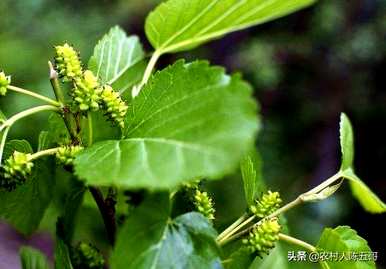 何时种植桑树苗，何时种植桑树苗？