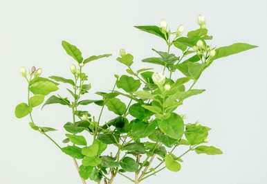 如何修剪盆栽法国香水茉莉花？盆栽茉莉花修剪方法图