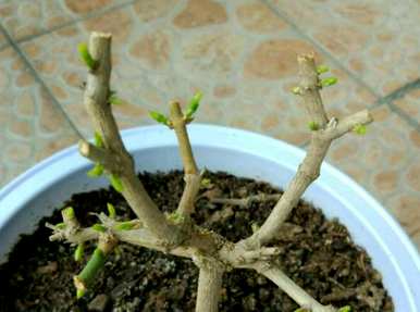 如何修剪盆栽法国香水茉莉花？盆栽茉莉花修剪方法图