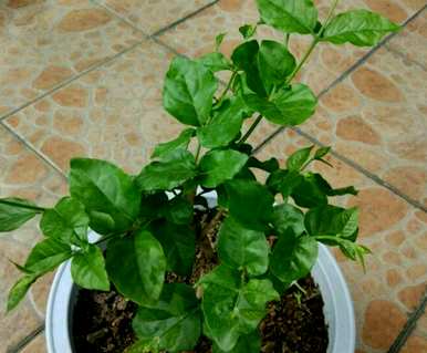 如何修剪盆栽法国香水茉莉花？盆栽茉莉花修剪方法图