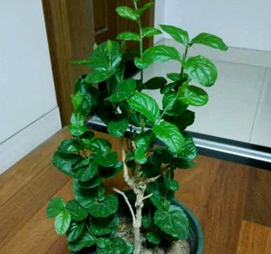 如何修剪盆栽法国香水茉莉花？盆栽茉莉花修剪方法图