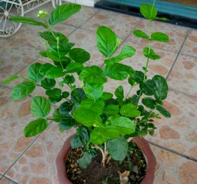如何修剪盆栽法国香水茉莉花？盆栽茉莉花修剪方法图