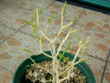如何修剪盆栽法国香水茉莉花？盆栽茉莉花修剪方法图