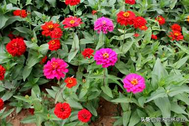 百日草苗播种时间和方法，百日草花种子什么时候播种