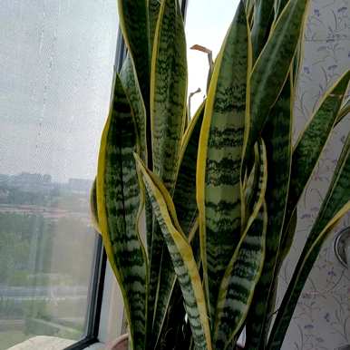 金边虎皮兰开花了吗？金边虎皮兰怎么养？