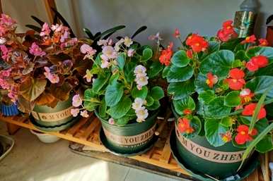 秋花有哪些品种，秋花有哪些？