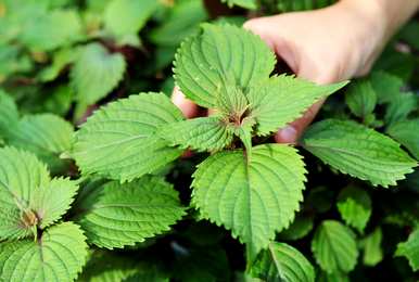 紫苏种植时间和方法、丝瓜种植时间和方法