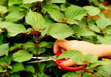 紫苏种植时间和方法、丝瓜种植时间和方法