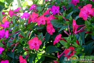 紫茉莉冬天修剪，紫茉莉长什么样？