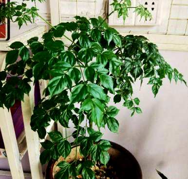 常见的家庭绿色植物品种图片和花名，常见的花品种图片和花名