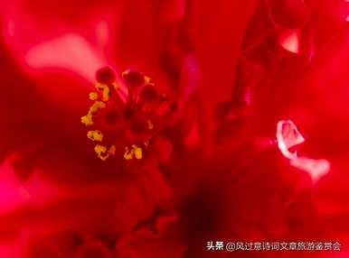 家里养扶桑花的寓意，扶桑花的寓意，象征风水