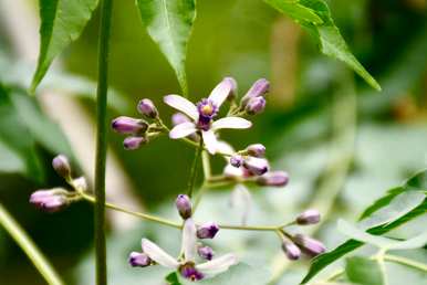 大波斯菊的花语和寓意，波斯菊的花语和寓意是什么？