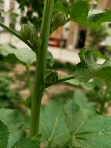 蜀葵是多年生还是一年生，矮生蜀葵是多年生？