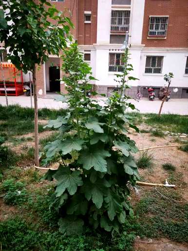 蜀葵是多年生还是一年生，矮生蜀葵是多年生？