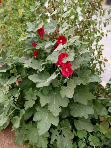 蜀葵是多年生还是一年生，矮生蜀葵是多年生？