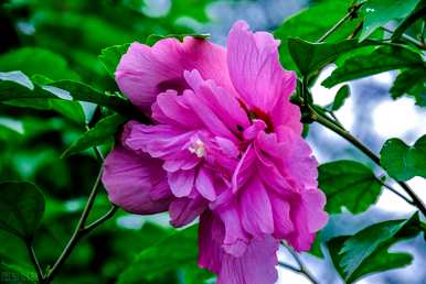 芙蓉花语全文阅读，芙蓉花语是什么意思