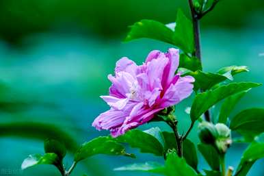 芙蓉花语全文阅读，芙蓉花语是什么意思