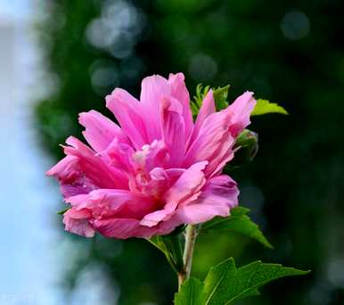芙蓉花语全文阅读，芙蓉花语是什么意思