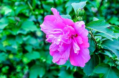 芙蓉花语全文阅读，芙蓉花语是什么意思