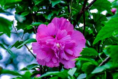 芙蓉花语全文阅读，芙蓉花语是什么意思