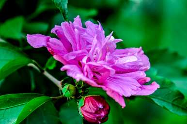 芙蓉花语全文阅读，芙蓉花语是什么意思
