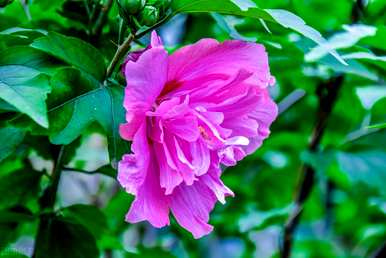芙蓉花语全文阅读，芙蓉花语是什么意思