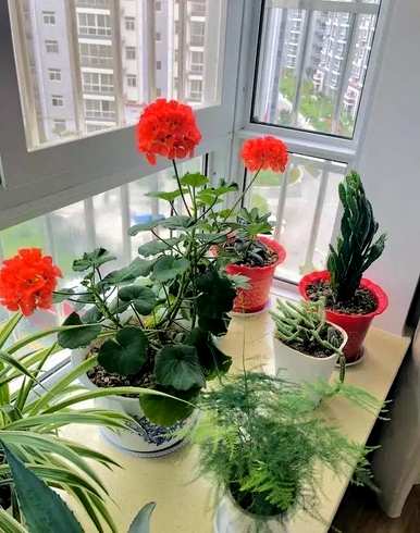 有哪些观花植物？厦门观花植物