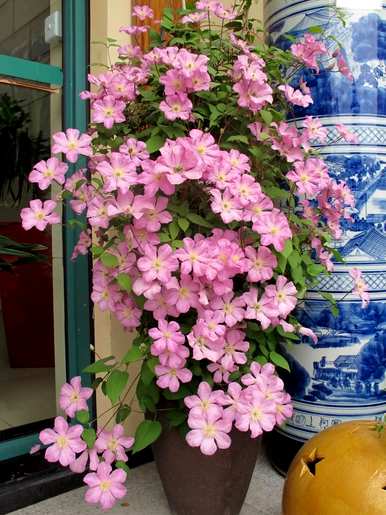 有哪些观花植物？厦门观花植物