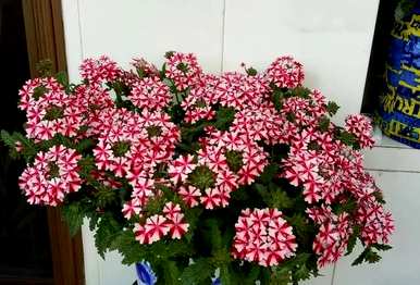 有哪些观花植物？厦门观花植物