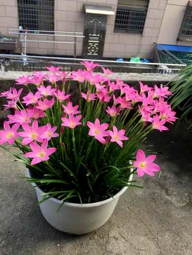 有哪些观花植物？厦门观花植物